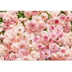Фотошпалери Komar Пастельні троянди 8-937 - фото