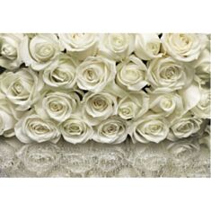 Фотошпалери Komar Білі троянди 8-314 - фото