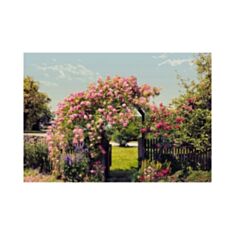 Фотообои Komar Розы в саду 8-936 - фото