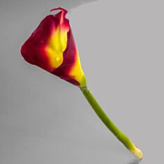 Искусственный цветок Калла 2564 LH 73см - фото