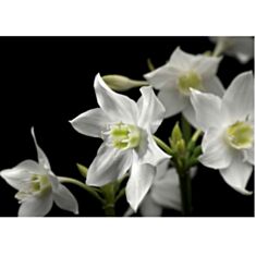 Фотообои Komar Белые цветы 4-259 - фото