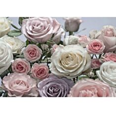 Фотошпалери Komar Попелясті троянди 8-736 - фото