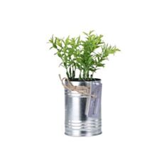 Рослина у цинковій банці Koopman 4ASS CLR CC5056090 - фото