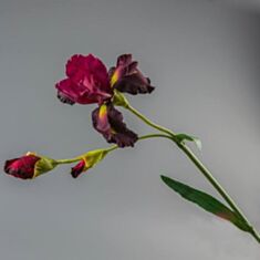 Штучна квітка Ірис 135F/red 104 см - фото