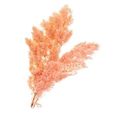 Сухоцвіт роголисник Elisey 8213-058 62,5 см - фото