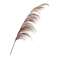 Сухоцвіт очерет Elisey 8430-046 145 см - фото