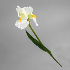 Штучна квітка Ірис 004F/cream 75 см - фото