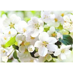 Фотошпалери Prestige Квітуча вишня №10 - фото