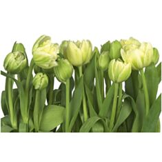 Фотошпалери Komar Білі тюльпани 8-900 - фото