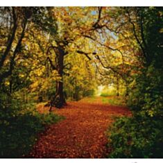 Фотошпалери Komar Осінній ліс 8-068 - фото