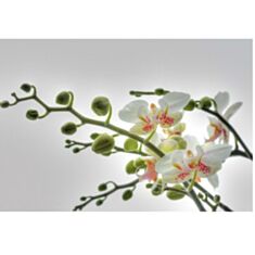 Фотошпалери Komar Orchidee 1-608 - фото