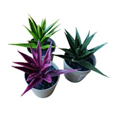 Декоративні квіти в горщику Eva Dekor EVA5675 - фото