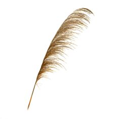 Сухоцвіт очерет Elisey 8430-049 145 см - фото