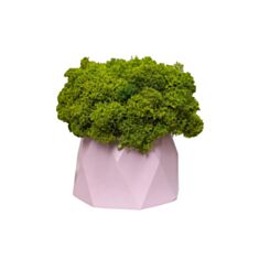 Кашпо кристал з мохом Cute рожеве - фото