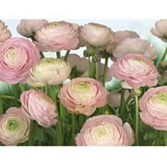 Фотошпалери Komar Ніжні троянди 8-894 - фото