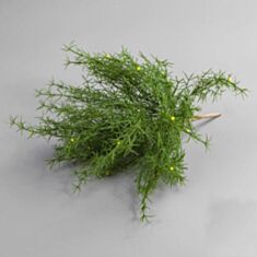 Штучна квітка Аспарагус 064F 25см - фото