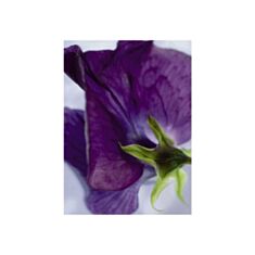 Фотошпалери Komar Квітка фіалка 4-711 - фото