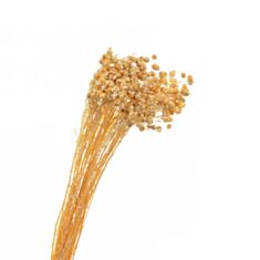 Сухоцвіт Elisey Льон 8213-008 жовтий - фото