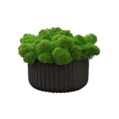 Кашпо большое рефленное с мхом Cute черное - фото