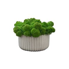 Кашпо Cute з мохом сірий мармур - фото